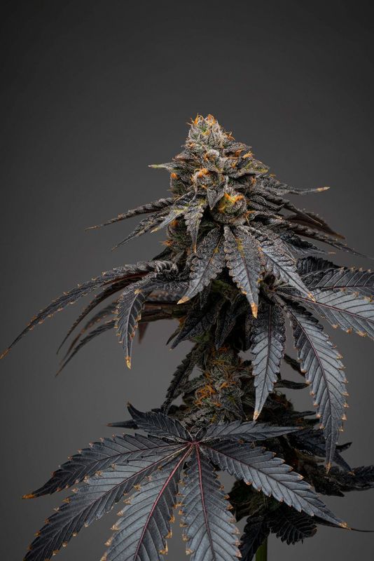 candy rain flower