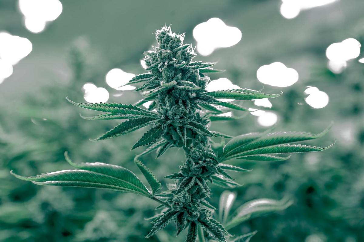 cannabis cbd cbd thc 